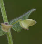 Small skullcap